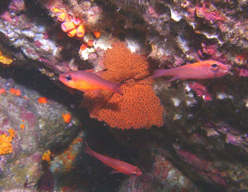 Galapagos coral reef: Pacifigorgia, Galapagos coral reefs in Ecuador