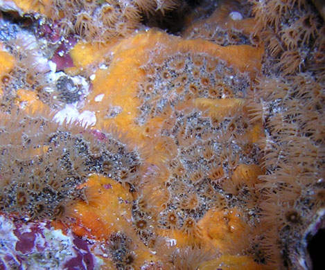 Galapagos coral reef: Parazoanthus, Galapagos coral reefs in Ecuador
