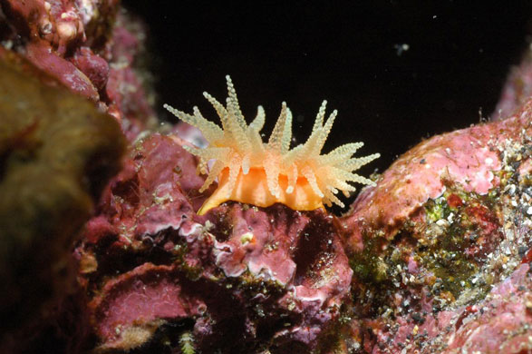 Galapagos coral reef: Anemone North Marchena Galap, Galapagos coral reefs in Ecuador