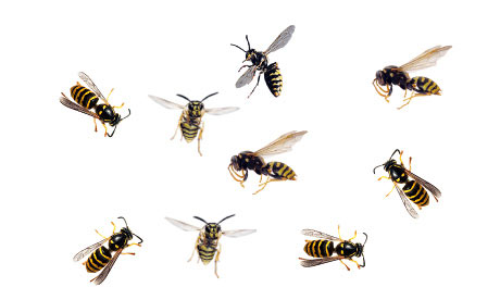 Wasp Swarm
