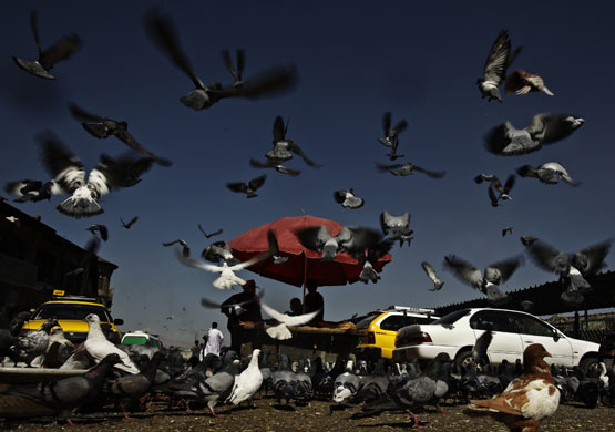 23 August 2009: Kabul, Afghanistan: Pigeons fly over a street vendor's cart