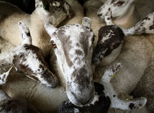 23 August 2009: Quarter, UK: Mule gimmers (last years lambs) in a pen