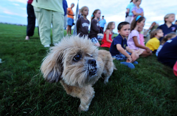 Obama vacation: A owner holds her dog during the first ever dog parade