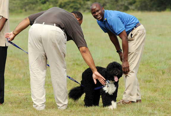 Obama vacation: White House staff hold the Obama family dog Bo