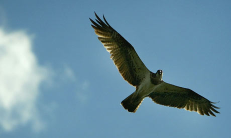 Osprey flying in the sky