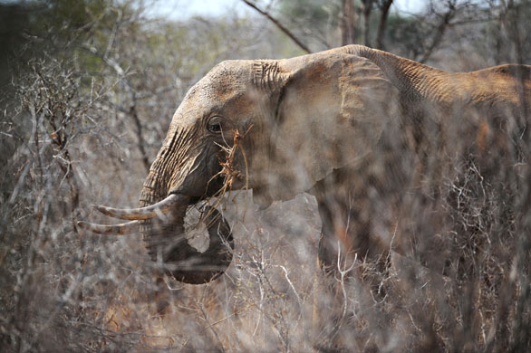 24 hours in pictures: A elephant eats twigs from a tree at the Tsavo West National Park Kenya