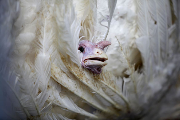 24 hours in pictures: A turkey looks on in a plant of Chilean turkey farm Sopraval SA in Calera