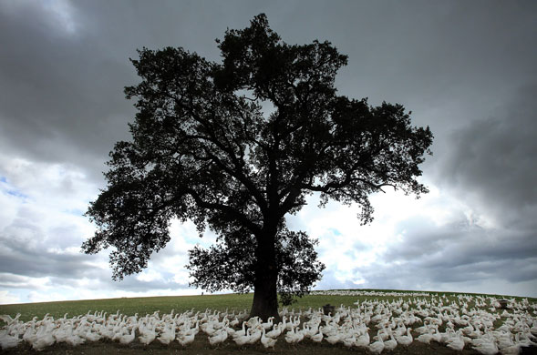 Eyewitness: A ﬂock of free-range Danish legarth geese