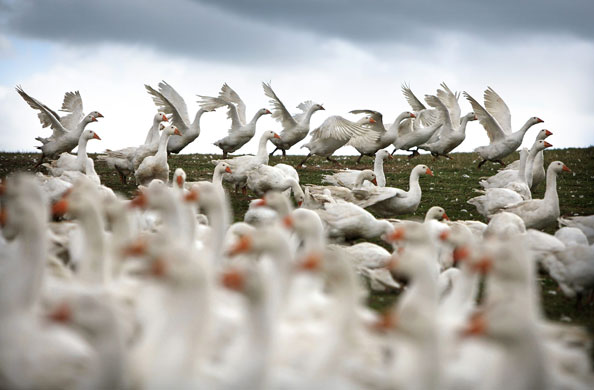 26 August 2009: Shrewsbury, UK: A flock of geese graze on a Shropshire hillside