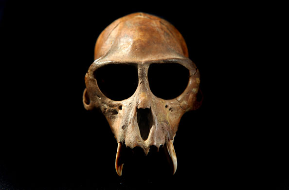 Summer digs: Monkey skull found in an 18th century cesspit in Clerkenwell