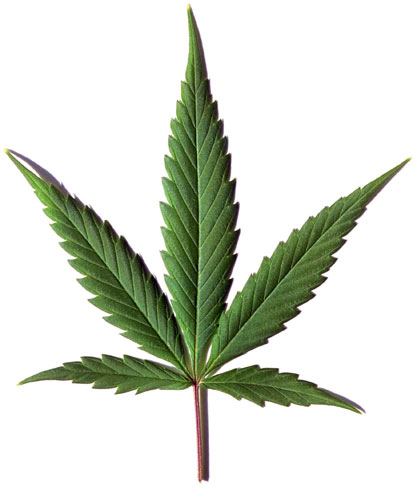 Apatow movies: Marijuana leaf