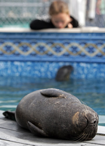24 hours in pictures: Vancouver, Canada: A rescued seal pup sleeps on a platform in a pool