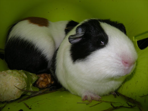 CAFOD: Mima, aged 10