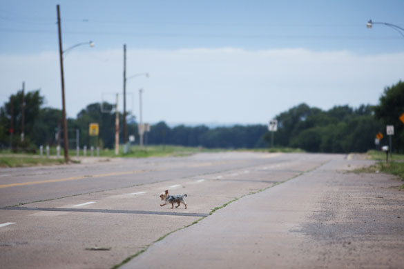 Route 66 Day 2: A dog crossing Route 66 near Erick, Oklahoma