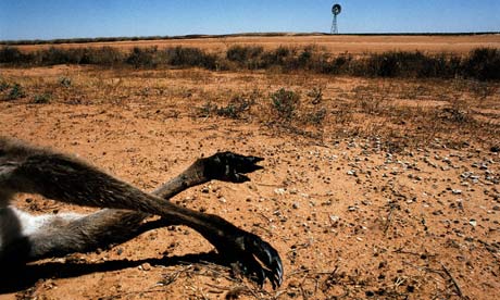 Monbiot Blog: A kangaroo lies dead during drought in southwest New South Wales