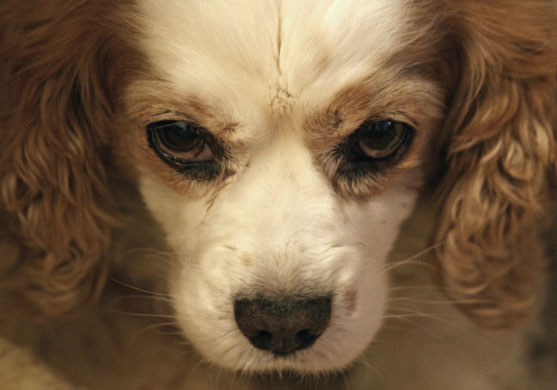 pasha9 folio review: pasha9 folio review