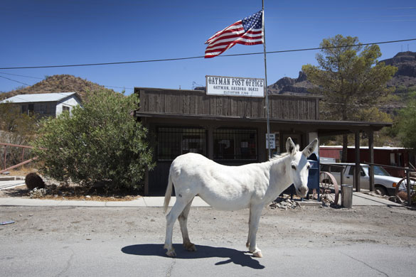 Route 66 Day 4: A white donkey outside the Post Office in Oatman, Arizona