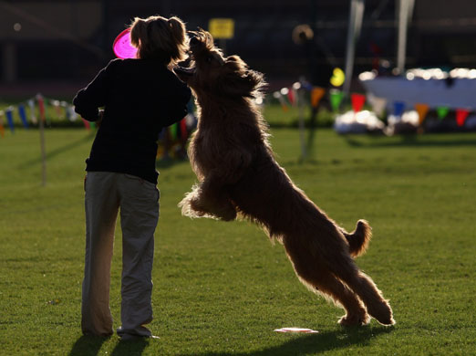 24 hours in pictures: Karlsruhe, Germany: the German dog frisbee championship