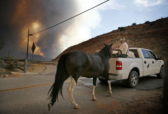Los Angeles fire: horse evauated from california wildfire 