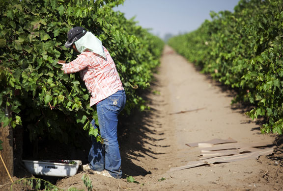 route 66 : Farm workers pickinggrapes in vinyards around Lamont, California
