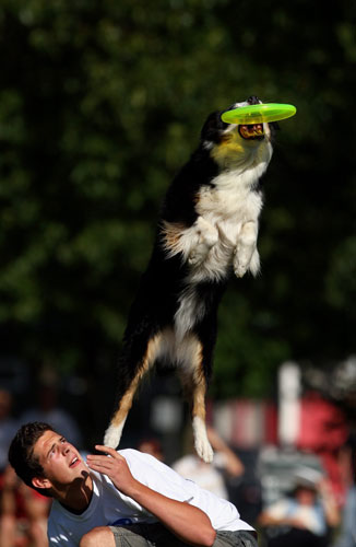 24sport: Dog Frisbee - German Championship