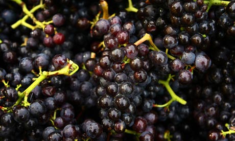 grapes