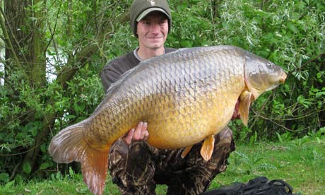 common carp fish. the common carp that