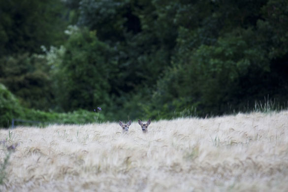 5 August 2009: West Wycombe, UK: Small deer in a field
