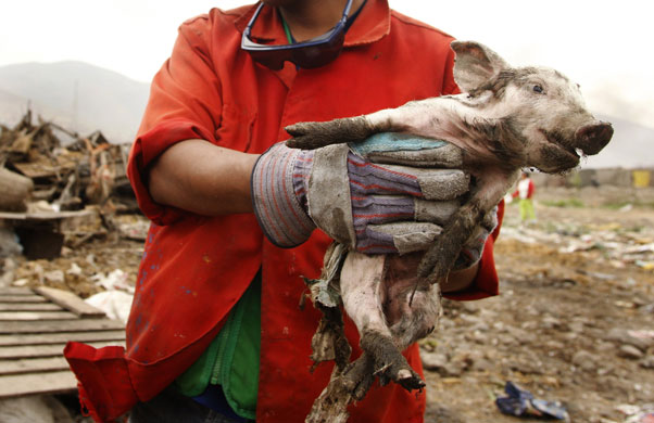 5 August 2009: Lima, Peru: A health worker holds a piglet