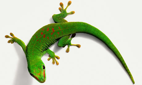 Day-gecko-001.jpg