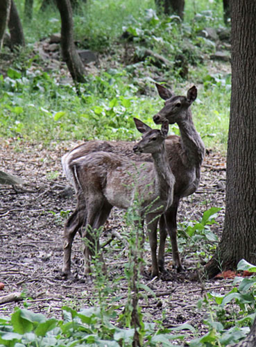 Week in Wildlife: Kashmiri red deers 