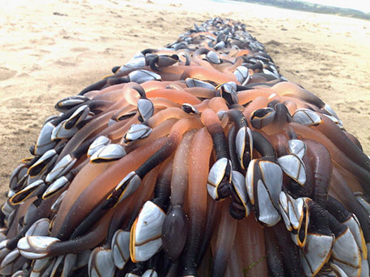 Week in Wildlife: thousands of goose barnacles washed up on a south Wales beach