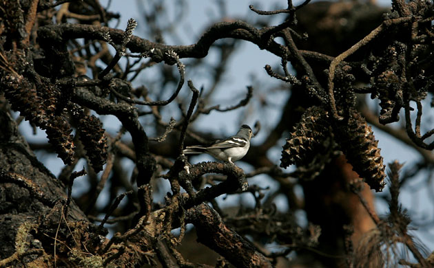 Week in Wildlife: A birds stands on a burned tree, La Palma, Canary Island, Spain