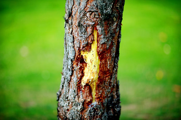 Week in Wildlife: Trees in london are suffering due to the growth of weapon dogs