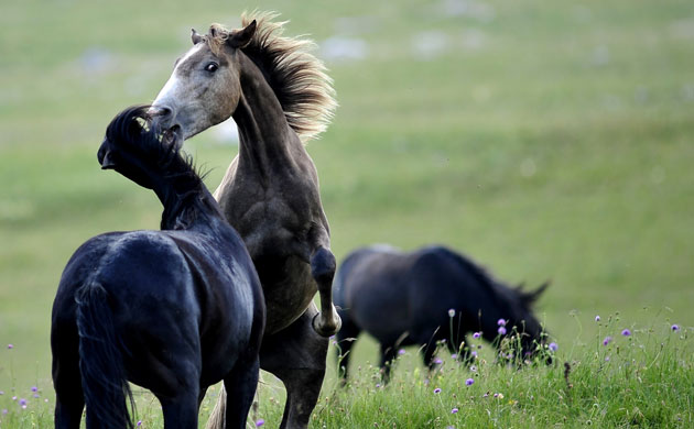 Week in Wildlife: A herd of wild horses grazes atop Krug Mountain in Western Bosnia