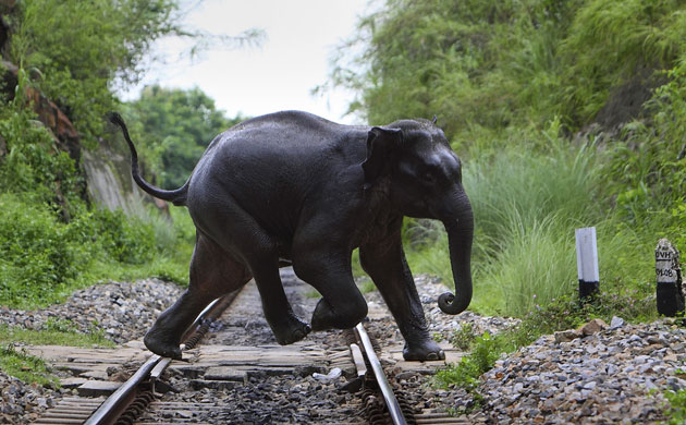 Week in Wildlife: A wild elephant in Deepor Beel,  Gauhati, India