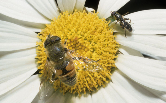 Mimicry in nature: Drone Flies on Daisy