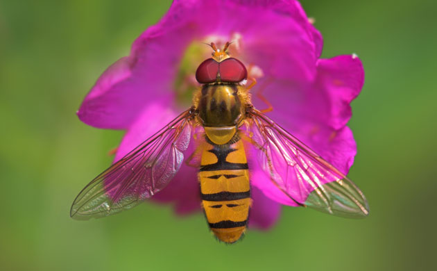 Mimicry in nature: Hover-fly (Syrphidae) feeding on flower, close-up