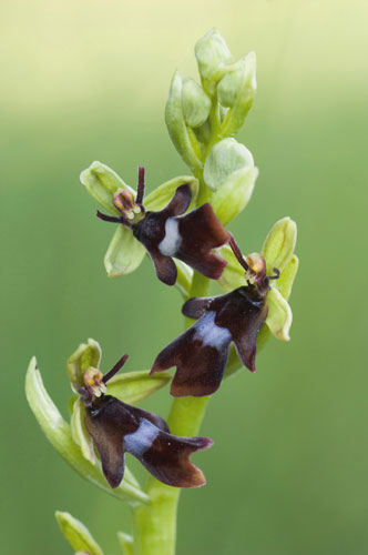 Mimicry in nature: Fly orchis, close-up