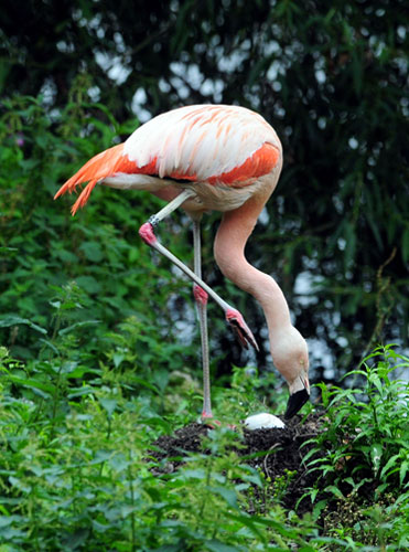 Week in wildlife: pink flamingo bird in the Harewood Bird Garden, Leeds