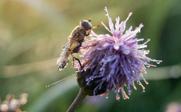 Week in wildlife: Dew drops gather on a wasp as it sits on a flower near the town of Turov