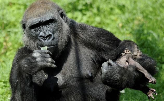 Week in wildlife: Gorilla mother Muenster Germany