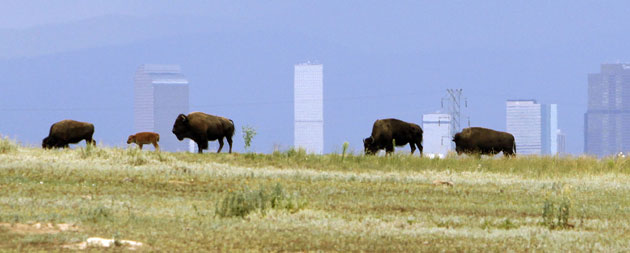 Week in wildlife: Wild bison in Rocky Mountain Arsenal National Wildlife Refuge