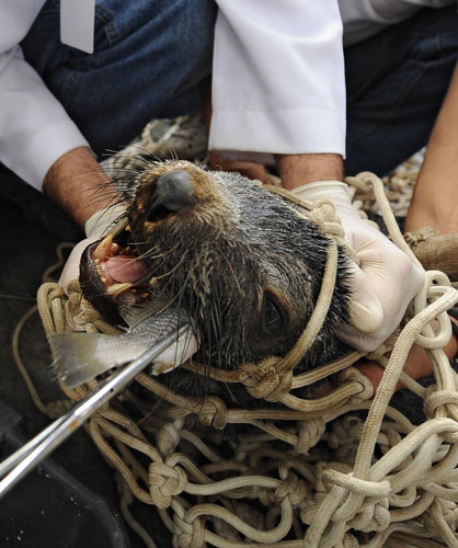 Week in wildlife: a seal at the Niteroi Zoo, Rio de Janeiro, Brazil