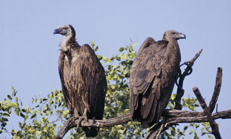 White Rumped Vulture