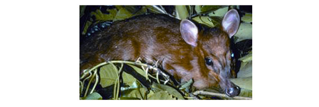 The Eastern Himalayas: New species discovered by WWF: Leaf deer 
