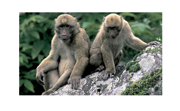 The Eastern Himalayas: New species discovered by WWF: Arunachal macaque