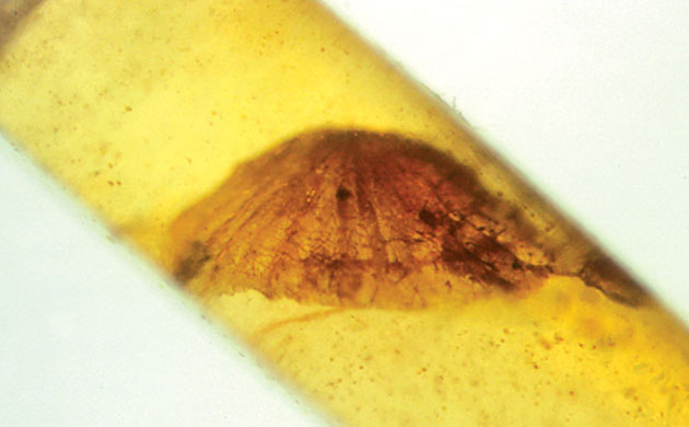 The Eastern Himalayas: New species discovered by WWF: The oldest known mushroom fossil