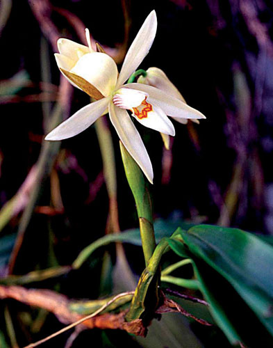 The Eastern Himalayas: New species discovered by WWF: Coelogyne pantlingii orchid