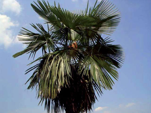 The Eastern Himalayas: New species discovered by WWF: Saramati palm
